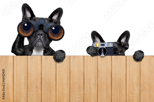 two nosy dogs