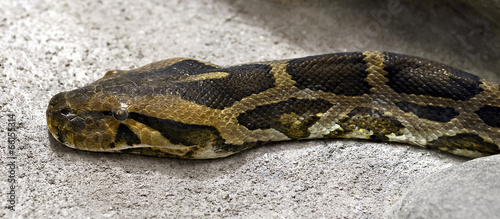 Burmese python