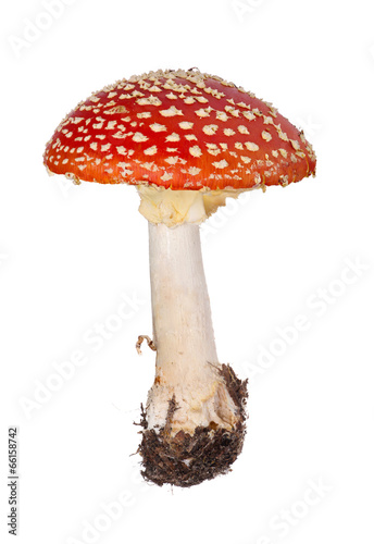 medium red fly agaric on white