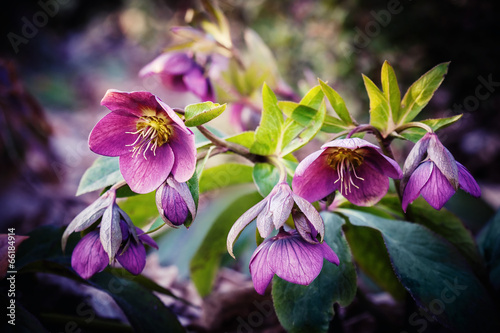 purple hellebore flower