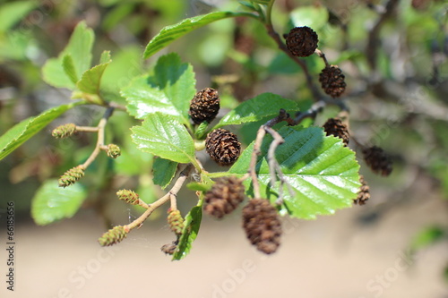 alder