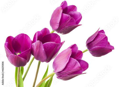 purple tulips isolated on white background