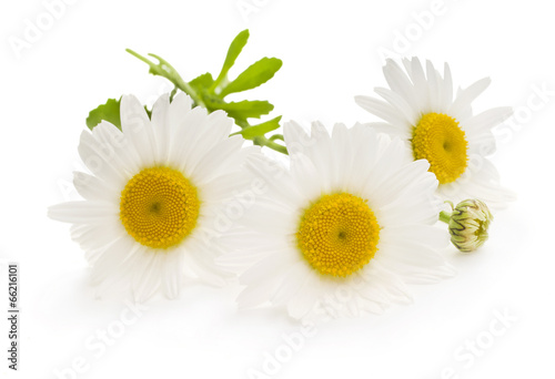 Beautiful daisy isolated on white background
