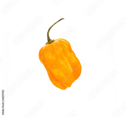 chili habanero hottest pepper on white