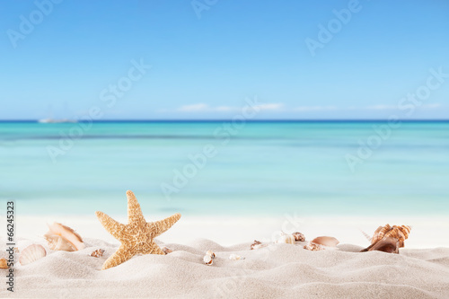 Summer beach with strafish and shells
