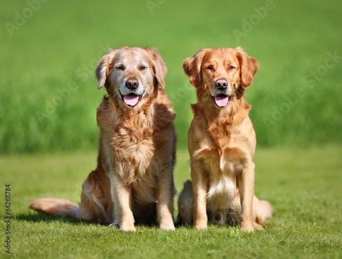 Two golden retriever dogs