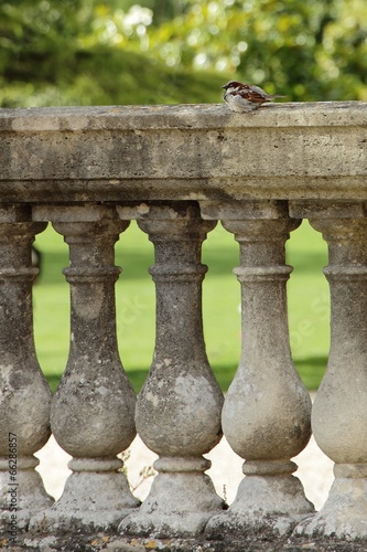 moineau sur balustrade en pierre