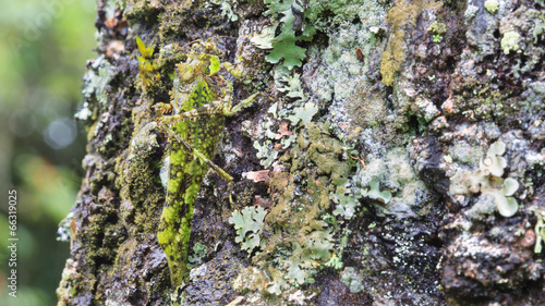 A close-up of green grasshopper in the rainforest