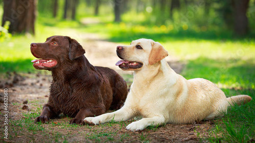 two labrador retriever dog