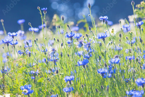 Cornflowers on the Meadow