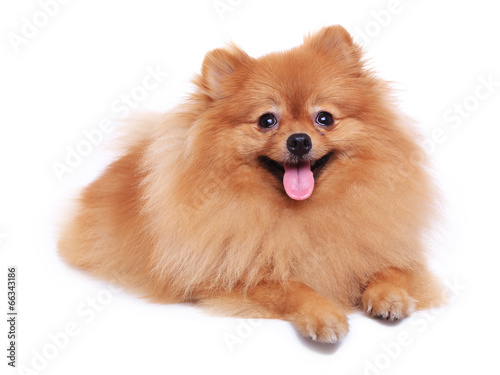 pomeranian dog cute pet