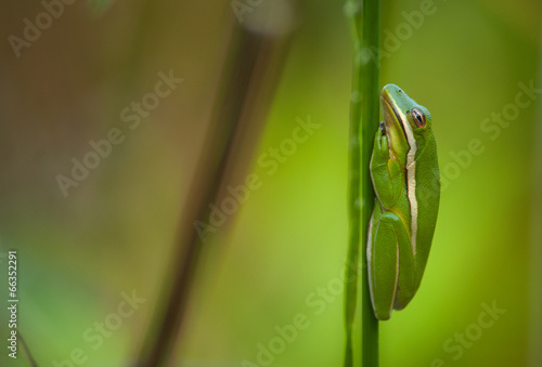 Green Treefrog