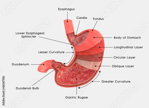 Stomach layers