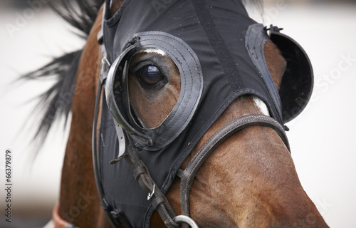 Race horse head with blinkers detail