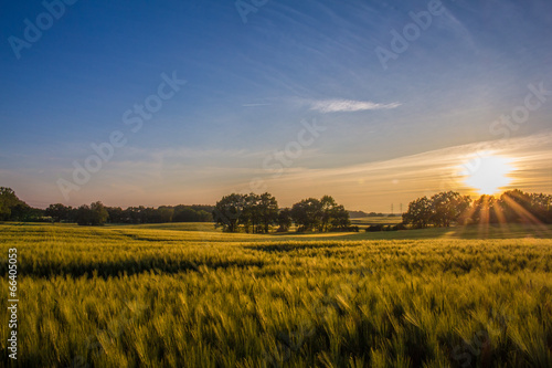 Gerstenfeld in Mecklenburg-Vorpommern