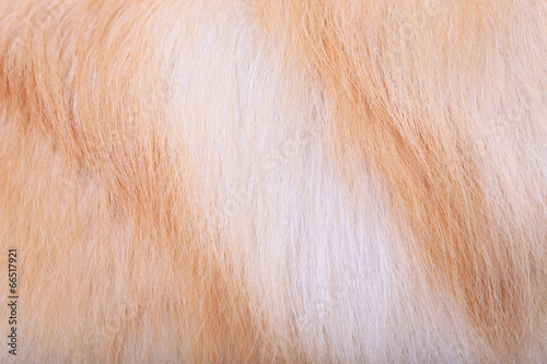 textured dog hair background, Animal fur