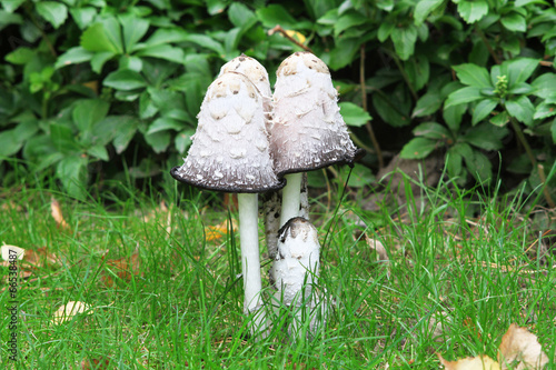 Agaricus comatus