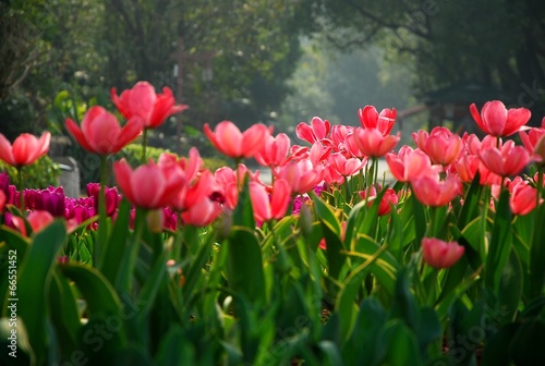 tulip in garden