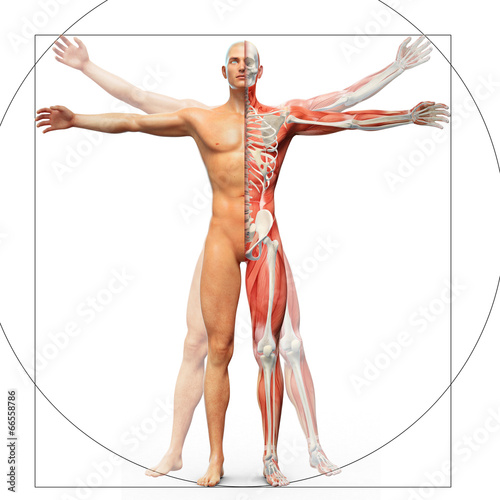 Human anatomy displayed as the vitruvian man