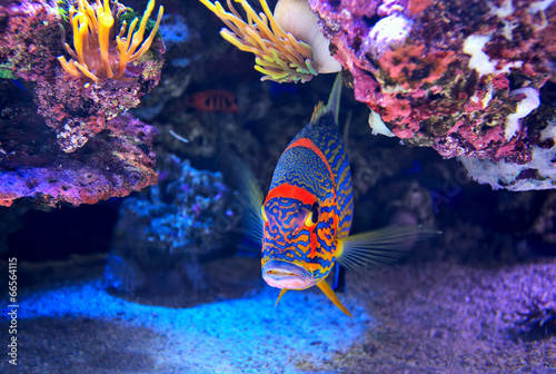 Colorful fish on the bottom.