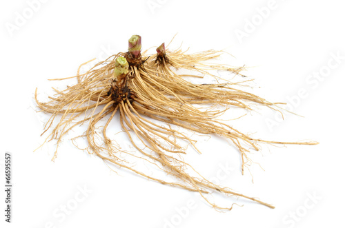 Valeriana root isolated.