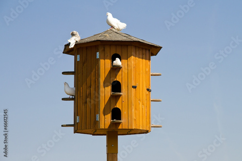 White pigeons sitting on a dovecote