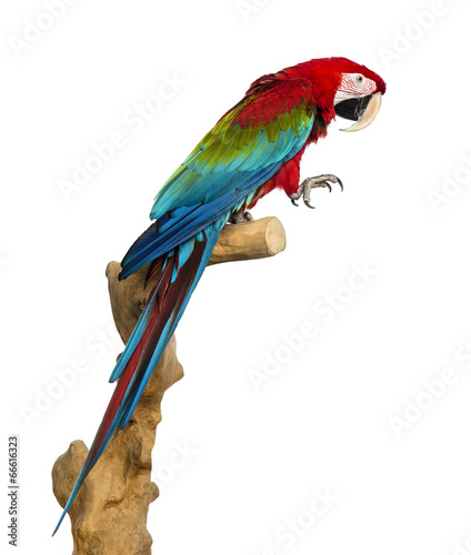 Red-and-green macaw perched on a branch, isolated on white