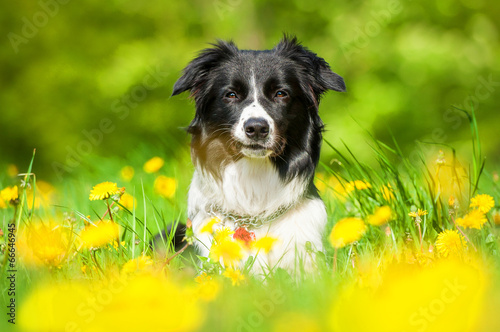 Portrait of border collie lying on the field with dandelions