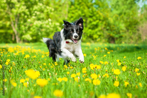 Border collie running on the field with dandelions