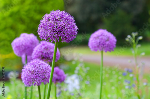 field allium flowers