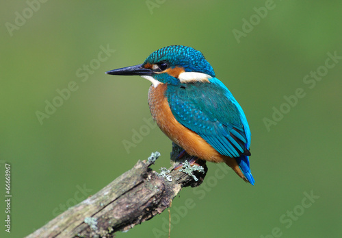 Kingfisher on a branch 3