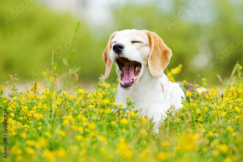 funny dog yawns