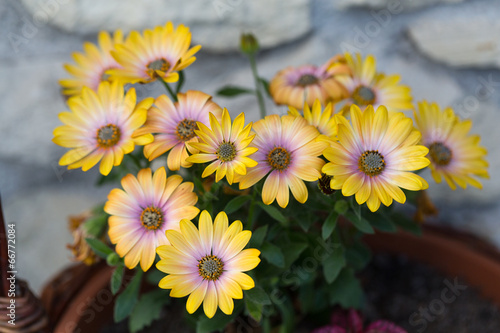 Yellow cape daisy in garden