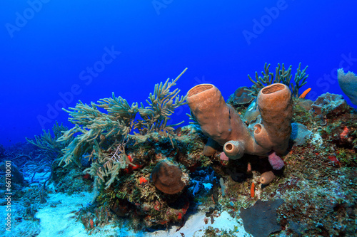 Tropical coral reef in the gulf of mexico