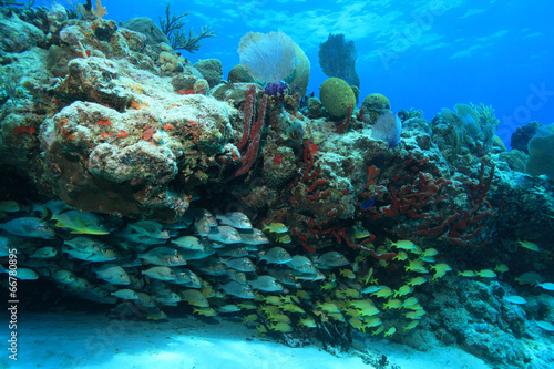 Tropical coral reef and fish in the caribbean sea