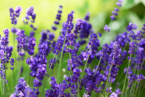 Lavendel