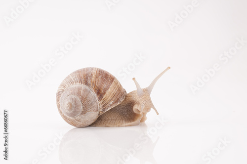 Weinbergschnecke