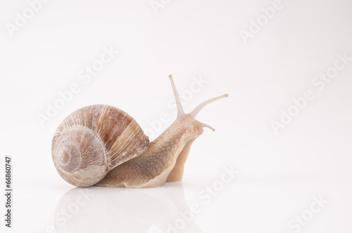 Weinbergschnecke