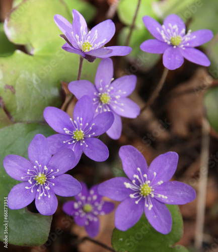 Anemone hepatica