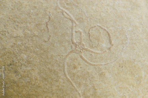 Sinosura piccola su matrice, ofiura fossile, Solnhofen, Germania