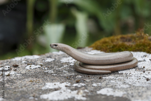 Slow worm, Anguis fragilis