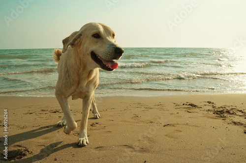 The Dog on the beach