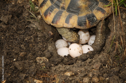 TORTUE QUI POND 4