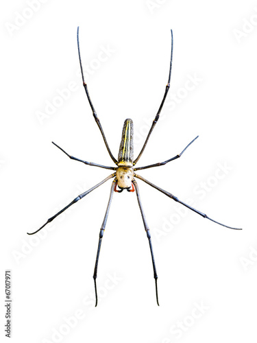 Golden Orb Spider (Nephila pilipes)