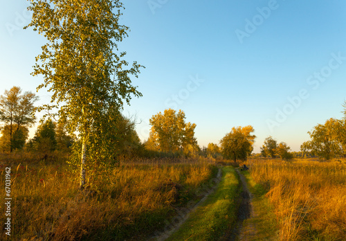 View on autumn landscape of trees in sunny day