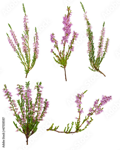 set of five pink blossoming heather branches