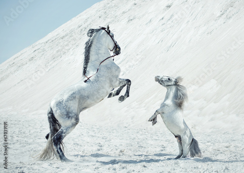 Fabulous scene of the jumping horses