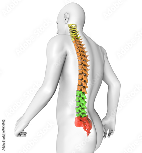 Corpo umano colonna vertebrale anatomia