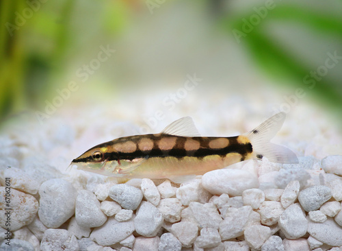 Dwarf Chain Loach Jaguar Loach Yasuhikotakia sidthimunki