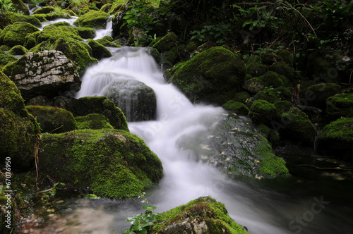 Stream in the forest